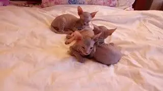 Сфинксы донские
