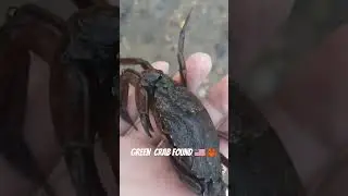 Green Crab found in Sandwich, Massachusetts 🇺🇸🦀 #animals #usa #crab #sandwich