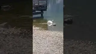 Чим вони годують лебедів?