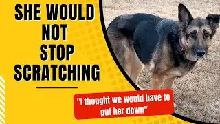 Dog's Wound Clears with Miracle Cream