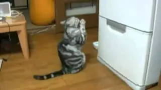 Кот молится на  холодильник
