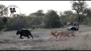 Lion vs Buffalo - Eternal enemies