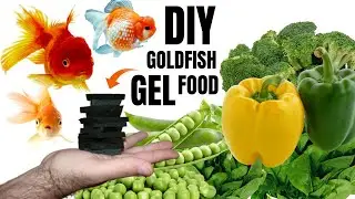 HOW TO DIY GOLDFISH GEL FOOD | Easy, cheap and delicious...