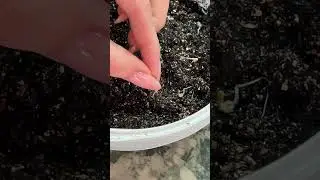 Старость- кайфовать от рассады, а глубокая старость - это забывать о том, что ты выращиваешь рассаду