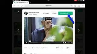 Download Videos From Pexels Website 從Pexels網站下載視頻