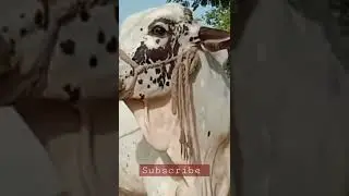 Wehra Qurbani 2022 