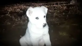 Вакцинация щенят
