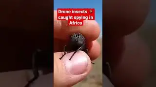 Drone insects caught spying in Africa. Is it true?