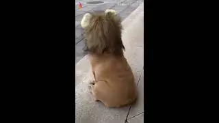 Vigo Animal