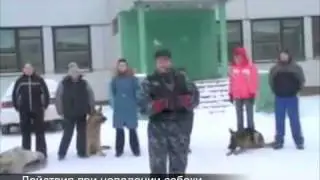 Действия при нападении собаки