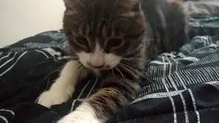 My Insane Cat Tries To Destroy My Bed