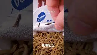 10 000 Mealworms vs. Cottage Cheese