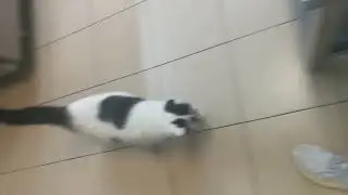 Ласку любят все