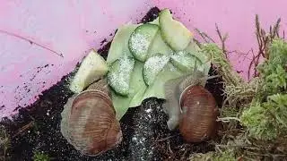 Улиточки просыпаются!?