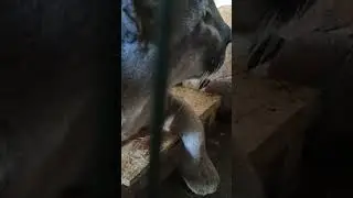 Релакс у котЭ😂🐱😍
