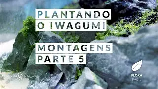 Aquário Plantado - Plantando o Iwagumi - Montagens Parte 5 - Flora - Fácil