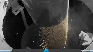 Soybeans Entering Grain Bin