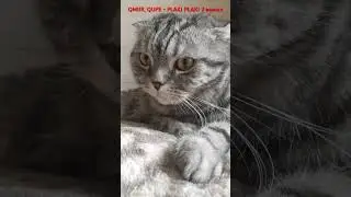 @qmiir, @qupequpe - PLAKI PLAKI 2 вышел. Ричард отдыхает. #ОПЕРАТОР @dj_shorts_official2