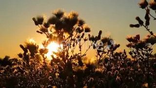 Sunbeams Nature - Video Stock Footage