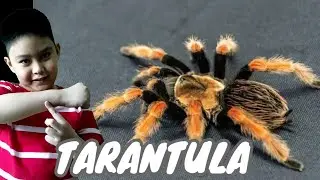 Facts about Tarantula Spider