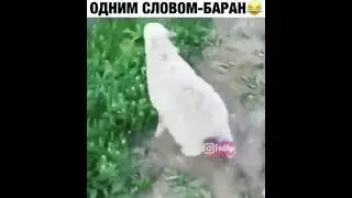 Одним словом баран