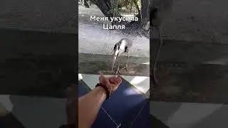 Меня укусила Цапля 