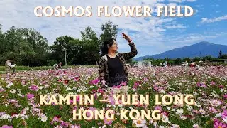 Cosmos Flower Field Kam Tin  Yuen Long Hong Kong #cosmosflower #kamtincountrypark #yuenlong#hongkong