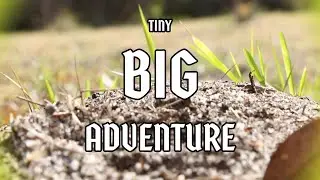 Tiny Big Adventure - Ant POV