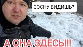 ОТРЫВАТЬ РУКИ НАДО ЗА ТАКОЕ ОЗЕЛЕНЕНИЕ КРАСНОЯРСКА!