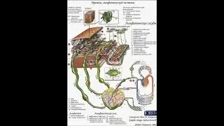 Lecture  Lymphatic system