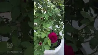 Роза английская "Darcey Bussell", Дарси Бассел