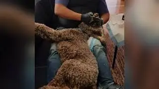 Stella having her Dental Clean naturally with no anesthesia or sedation.  Dr Cesar Vargas