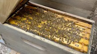 Formic Pro Mite Treatment For The Swarm Catch Nuc Yard. Are We To Late? How I Treat Smaller Colonies