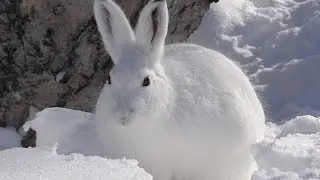 Петли на зайца,  охота на зайца. ( Проверка петель ).Check loop