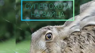 5 дней охоты. (hunting)5 зайцев.