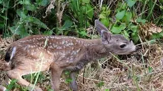 New Fawn of the Year, June 16, 2024