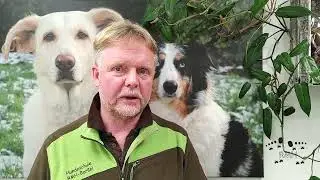 Welpenprägung das wichtigste in der Hundeausbildung! Stressfrei, ausgeglichen, aufmerksam!
