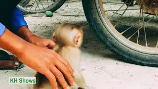 Oh My God!! Baby Monkey Stuck In Motor, Why Like That...