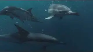 Dolphins