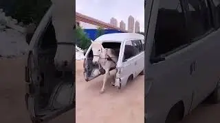 This Horse-drawn Bus Has Been Described As An Animal Abuse