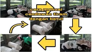cendawan tiram🔴cendawan tiram kelabu🔴tuai cendawan tiram masa 3 hari‼️