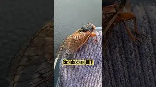 The Cicadas FAVORITE Artist! 😁 