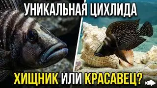 Знакомство с Альтолампрологус кальвус