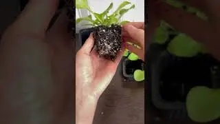 Ампельная или кустовая?