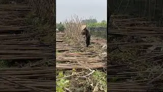 Clearing cucumber #farrming #agriculturallife #countrysidecharm #village