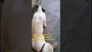 В Мексике - Шилеле Акбайка, это она летела с приключениями из Стамбула #шилеле