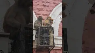 Caminando en la India, changos