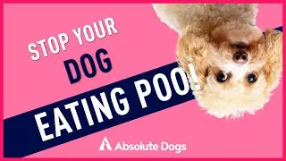 Stop Your Dog Eating Poo!