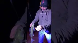 Ловля Судака. Германия. Гамбург. Ельба.