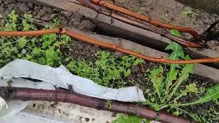 Начал обрезку винограда.
